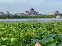 -莲花池公园