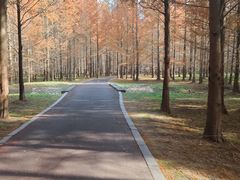 -黄海国家森林公园