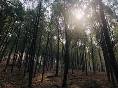 -泰山风景名胜区-普照寺