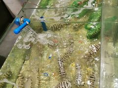 -Isla Sugbu Seafood City