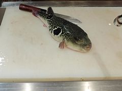 -天正河鲀·河豚亭(大连店)