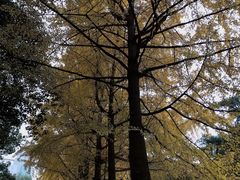 -四川大学(华西校区)