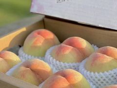 -老袁家蜜桃农场·阳山水蜜桃