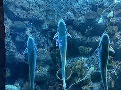 -左海海底世界