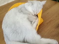 -平行世界·猫咖(首经贸店)