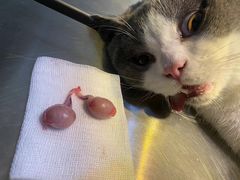 -瑞派旺宝宠物医院·犬猫全科综合·尿道专科(莲兴院)