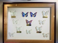 -上海昆虫博物馆