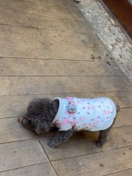 -小红帽摄影(丽江店)