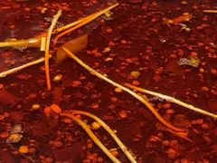 -蜀滋香鲜鱼美蛙火锅(339店)