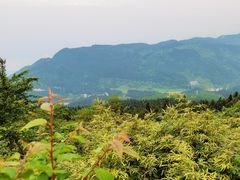 -武陵山森林公园