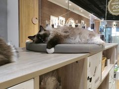 -藏猫猫咖啡主题馆(中央大道店)