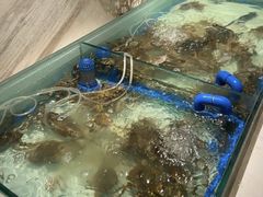 螃蟹-星伦多自助料理(华润万象城店)