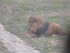 -鄂尔多斯野生动物园