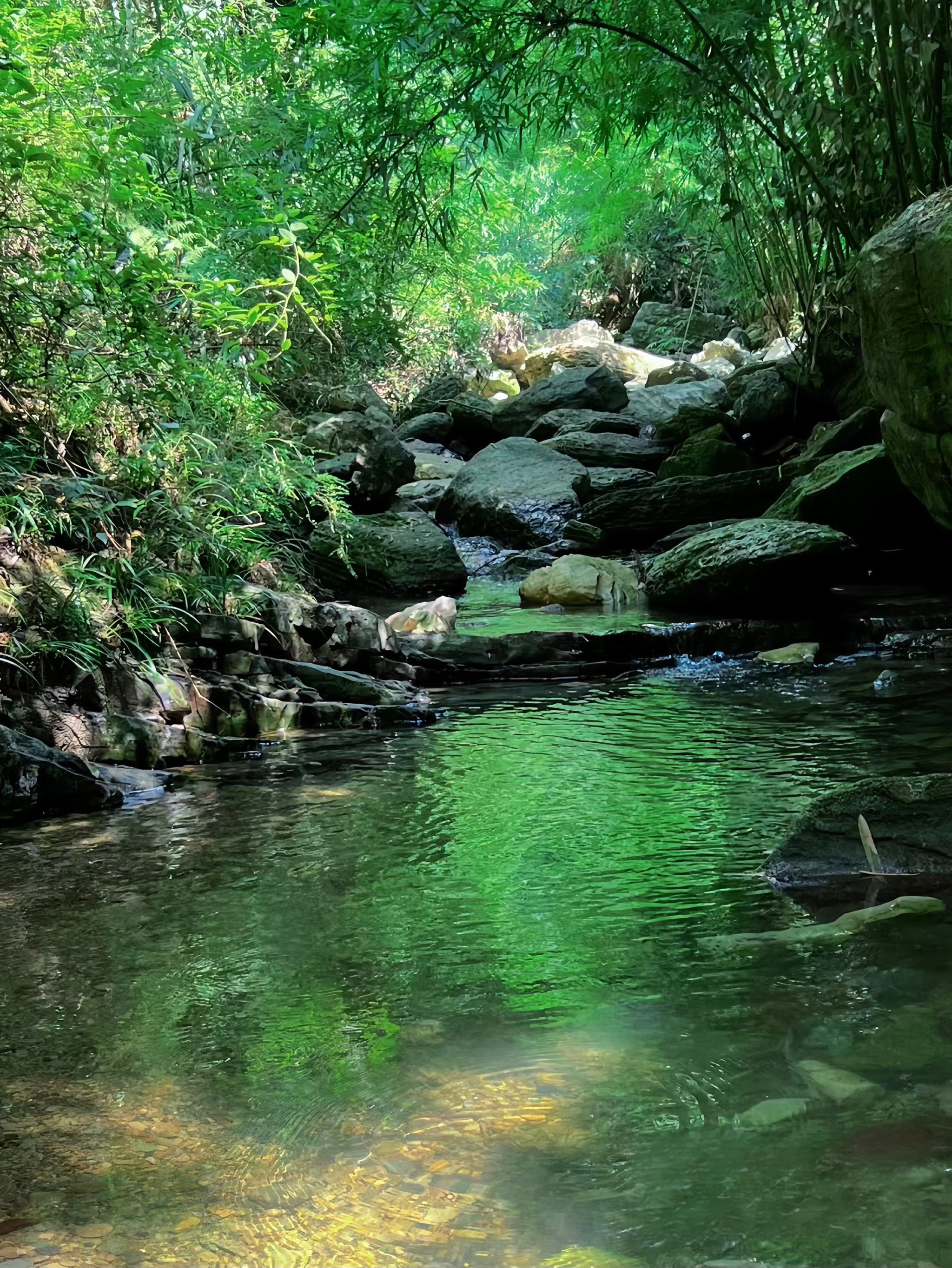 探索秘密森林中的宁静溪流