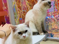 -藏猫猫咖啡主题馆(中央大道店)