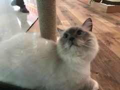 -袖虎·猫馆(体育西路店)