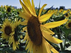 -汉长安城未央宫国家考古遗址公园