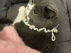 -滚猫咖啡·猫咖·猫友好撸猫(未来城店)