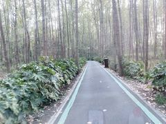 -合肥滨湖国家森林公园