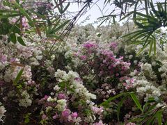 -深圳国际园林花卉博览园