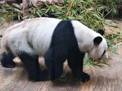 -深圳野生动物园
