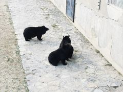 -石家庄市动物园