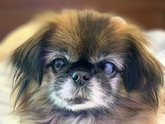 -爱侣宠医·鹦鹉专科·小型哺乳类·异宠专科(灵石路店)