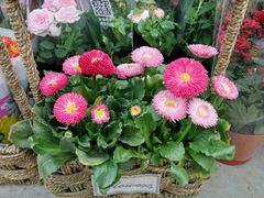 -龙大花卉苗木市场