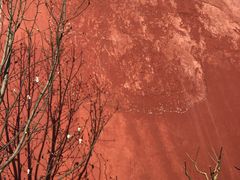 -老爆肚满五香烧牛羊肉