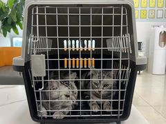 -北京观赏动物医院·24小时大型综合·猫专科·异宠专科