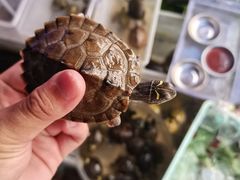 -清平路水族市场