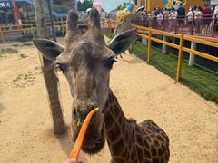 -西霞口神雕山野生动物世界