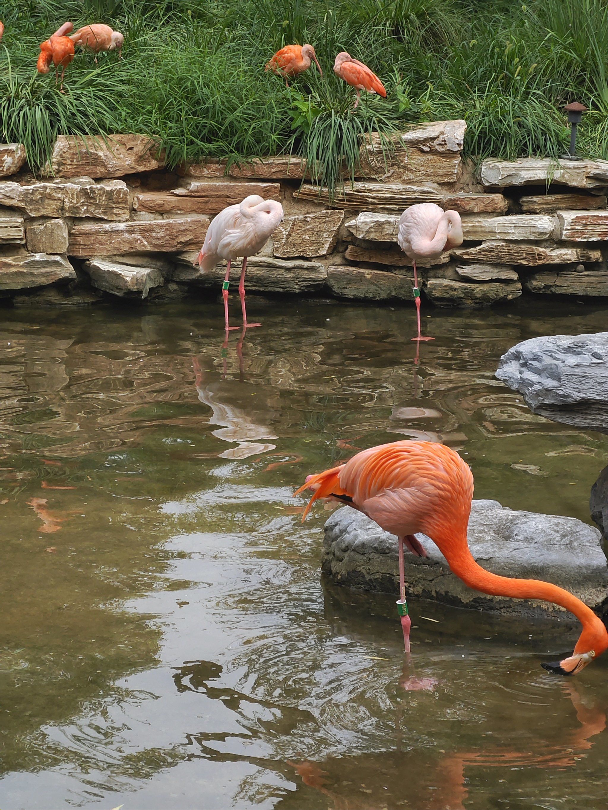 万物皆有灵性请善待每一个生命 #游山玩水 #公园放空指南 #野生动物