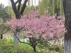 -金银湖国家城市湿地公园