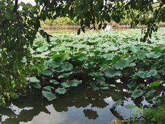 -长兴太湖图影湿地文化园