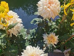 -东南花都花博园