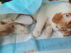 -康乐宝动物医院