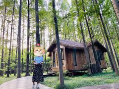 -黄海国家森林公园