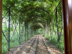 -合肥滨湖国家森林公园