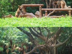 -广州长隆野生动物世界