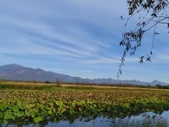 -野鸭湖国家湿地公园