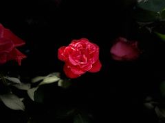 -素满香·素食自助餐(西安·民乐园店)