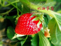 -大自然农场蔬菜草莓采摘园