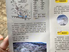 -香雪海