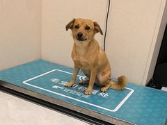 -安安宠医宠物医院·异宠·犬猫内科(岳阳分院)