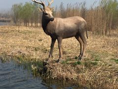 -溱湖国家湿地公园