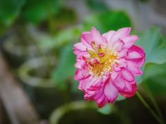 -聚源号(鸣鹤古镇店)