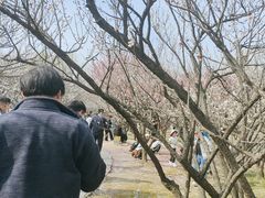 -香雪海