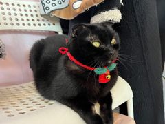 -我爱猫咪·猫咖·狗咖·安哥拉兔·羊驼咖(小寨华旗店)
