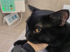 -北京观赏动物医院·24小时大型综合·猫专科·异宠专科